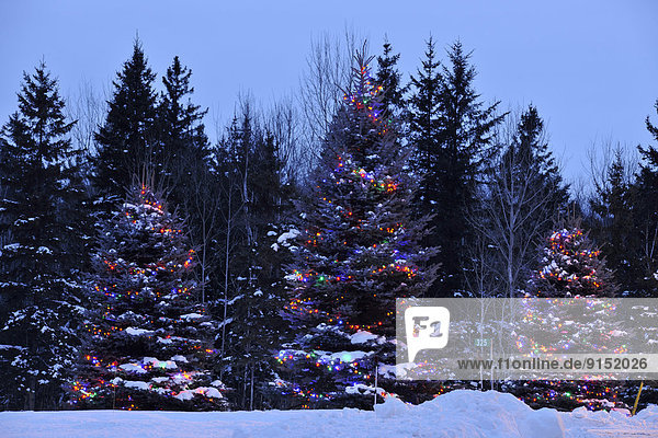 Urlaub  Nacht  Beleuchtung  Licht  Weihnachten  Außenaufnahme  Kanada  Ontario