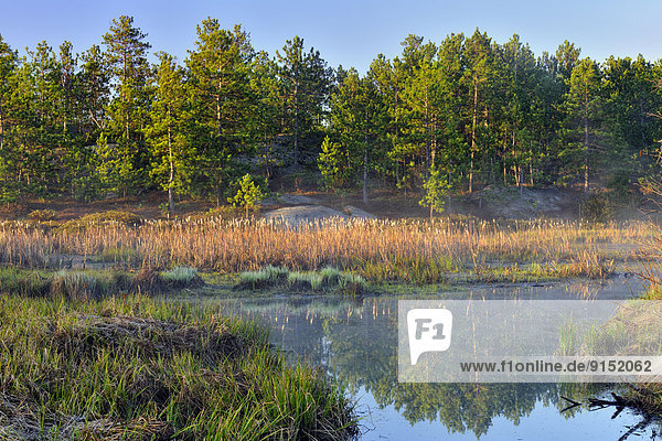 Morgendämmerung  Biber  Kanada  Ontario  Teich  Feuchtgebiet