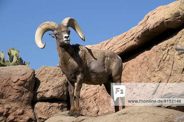 Desert Bighorn Sheep  Ram  captive  Sonoran Desert Museum  Arizona. (Ovis canadensis nelsoni).