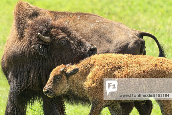 Heiße Quelle  Mutter - Mensch  Bison  Kalb  South Dakota