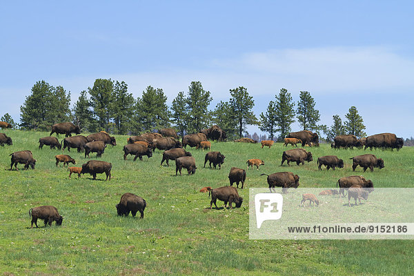 Herde  Herdentier  Bison  South Dakota