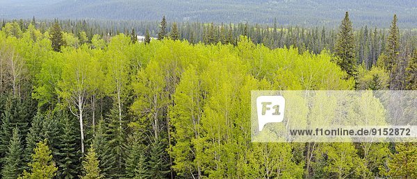 Espe  Populus tremula  Tal  Wald  Fluss  Kiefer  Pinus sylvestris  Kiefern  Föhren  Pinie  Athabasca River  Alberta  Kanada