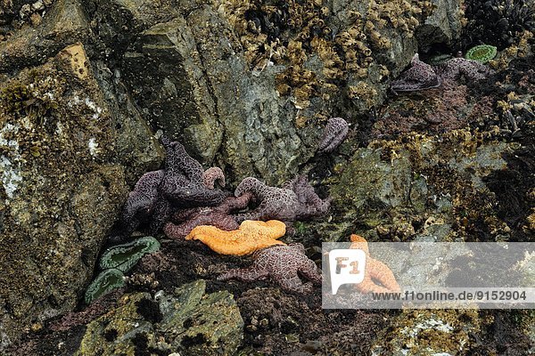 niedrig  sternförmig  Meer  Gezeiten  Freisteller  Vancouver Island  British Columbia  Kanada  ocker