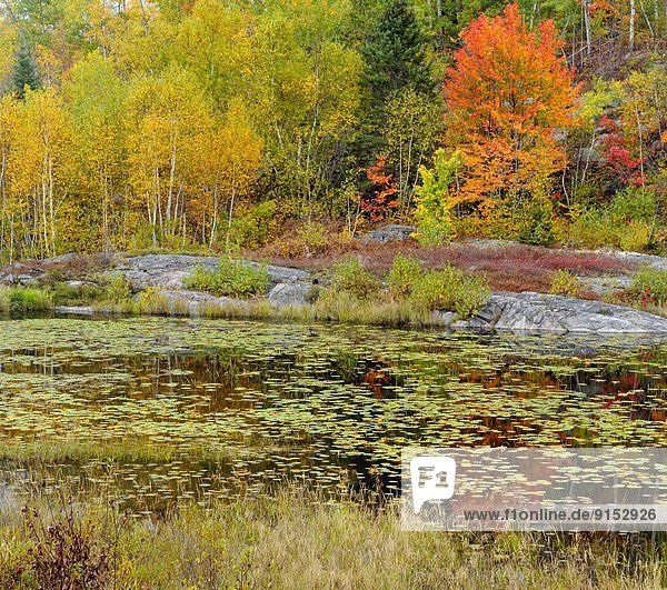 Wasserrand  Felsen  Baum  Herbst  Biber  Kanada  Ontario  Teich