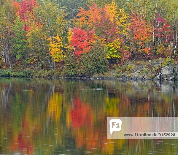 Baum , Beleuchtung,  Licht , See , Nebel , Herbst , Kanada , Ontario