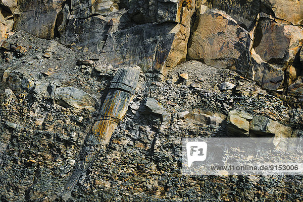 Baum  Wald  Gezeiten  Freisteller  Baumstamm  Stamm  UNESCO-Welterbe  Bucht  Kanada  Kohle  Fossil  Nova Scotia  Neuschottland
