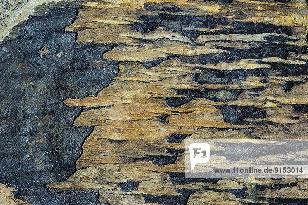 zeigen  Baum  sammeln  UNESCO-Welterbe  Baumrinde  Rinde  Bay of Fundy  Kanada  Fossil  Nova Scotia  Neuschottland