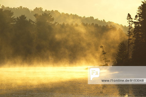 Early morning mist on Mew Lake in Algonquin Park  Ontario