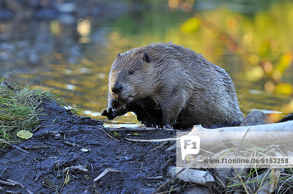 An adult beaver Castor canadenis  stepping up on his beaver dam