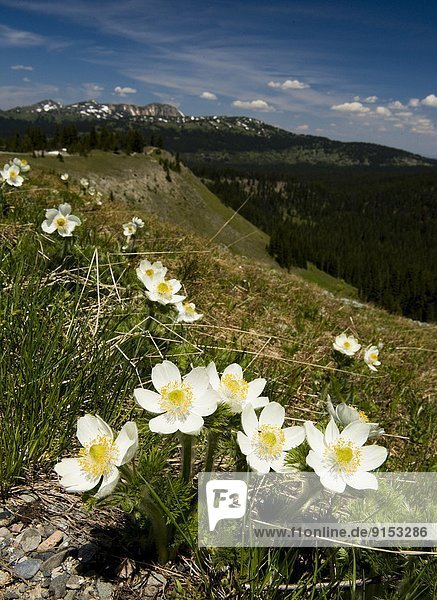 Pinsel  Blume  folgen  Wachstum  vorwärts  Kanada