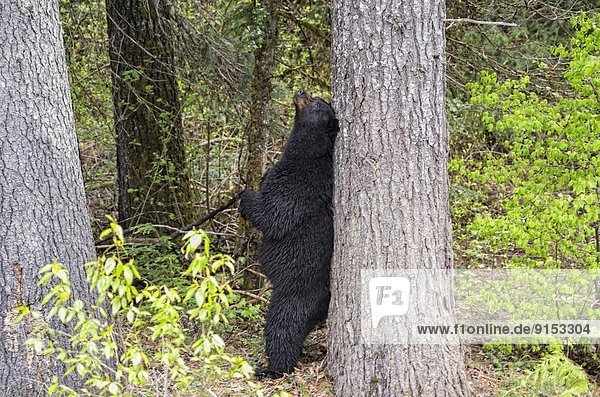 Schwarzbär,  Ursus americanus , hoch,  oben , stehend , Baum , Ländliches Motiv,  ländliche Motive , British Columbia , Kanada , kratzen