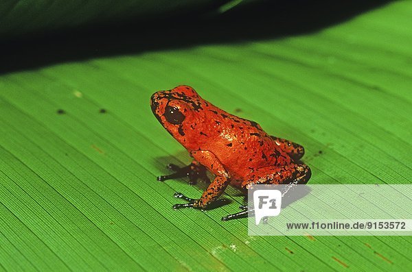 Erdbeere  Costa Rica  Regenwald