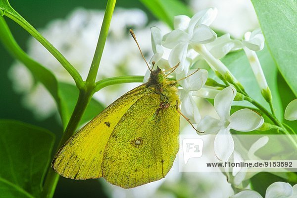 Wolke  Schmetterling