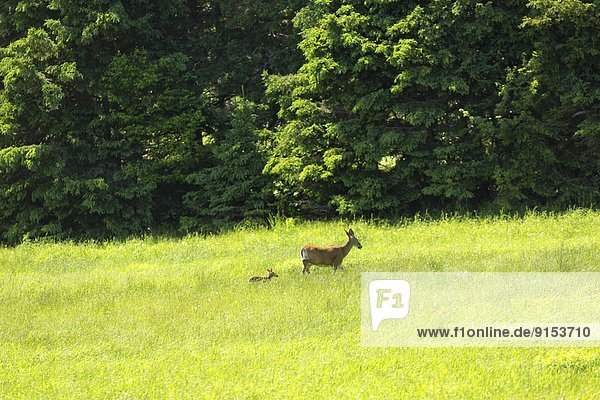 Female White-tailed Deer  Odocoileus virginianus  Elgin  Nova Scotia  Canada