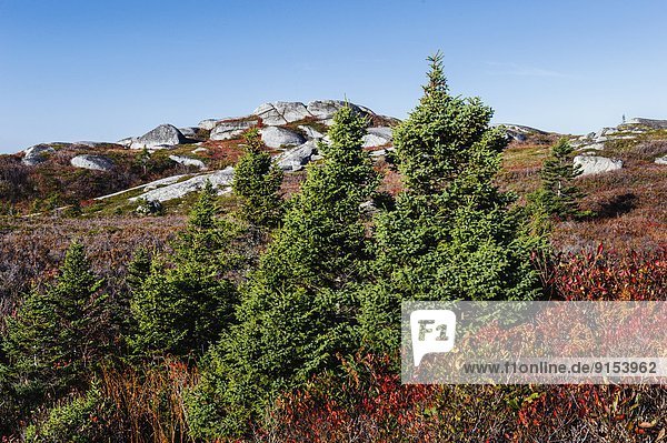 Fichte  Felsbrocken  Baum  rot  Kanada  Granit  Nova Scotia  Neuschottland