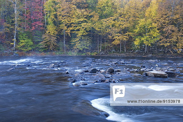 Autumn Scene on the Oxtonge River  Muskoka  Ontario  Canada