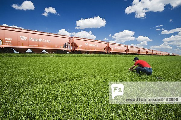a man scouts an early growth barley field next to potash rail hopper cars  near Carman  Manitoba