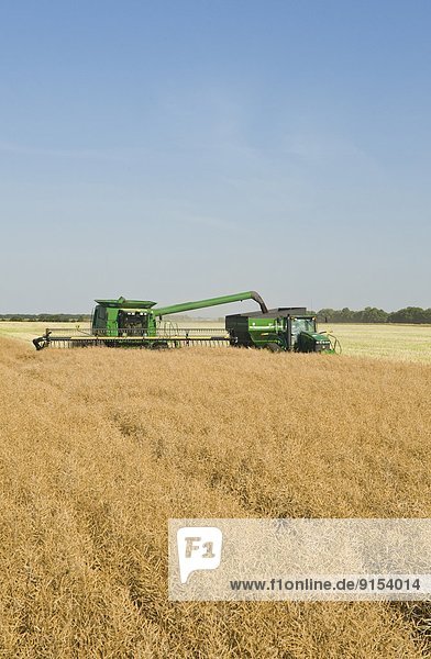 a combine harvester straight cuts a standing canola field during the harvest  near Niverville  Manitoba  Canada