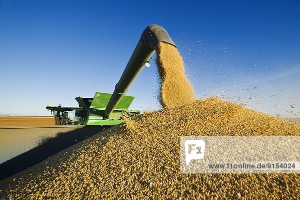a combine harvester unloads soybeans into a grain wagon on the go during the harvest  near Niverville  Manitoba  Canada