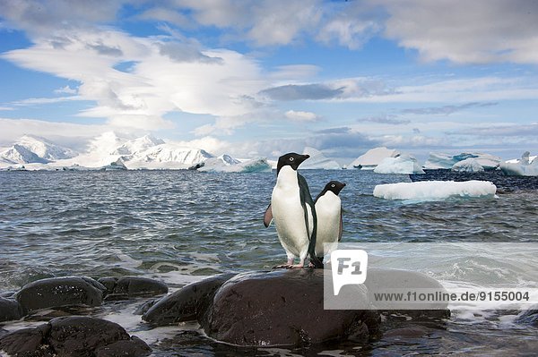 Adelie penguin(s) (Pygoscelis adeliae)  Orne Islands  Antarctic Peninsula