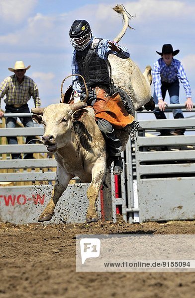 A rodeo bucking bull bucking hard  trying to dislodge his young bull rider at a junior bull riding event in Alberta Canada.