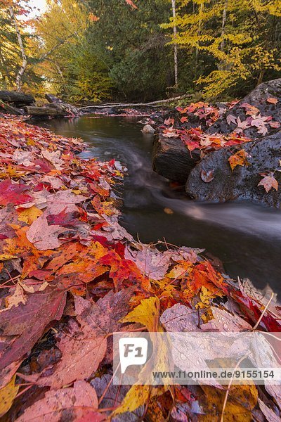Ahornblatt Spur folgen fließen Fluss rot Teppichboden Teppich Teppiche vorwärts Algonquin Provincial Park