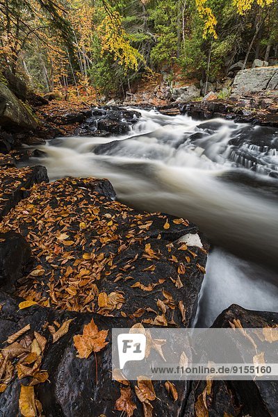 Felsbrocken folgen Mantel fließen Fluss Herbst vorwärts Algonquin Provincial Park Ontario
