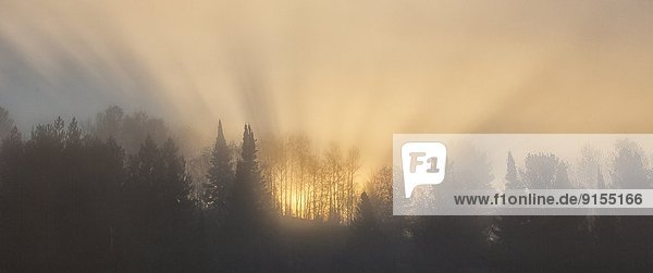 The sun shining through the fog creates 'God's Rays' as dawn comes to Algonquin Park  Ontario.
