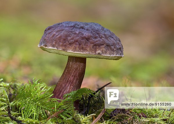 See  Pilz  Biber