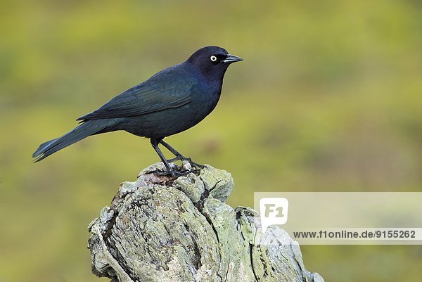 Amsel  Turdus merula  Lagune