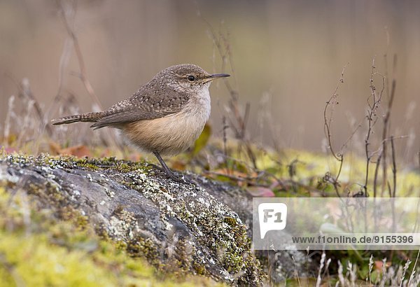 Felsbrocken  Zaunkönig  Troglodytes troglodytes  Hügel  Weihnachten