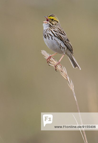Savannah Sparrow - Saanichton Spit  Saanich BC