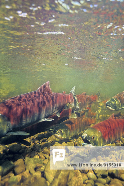 Sockeye salmon in spawning channel at enhancement facility  Nadina River  British Columbia