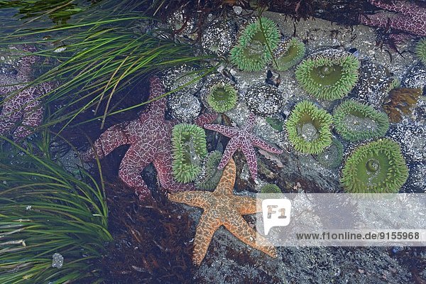 Starfish and anenomes  Chesterman Beach  Tofino  Vancouver Island  BC