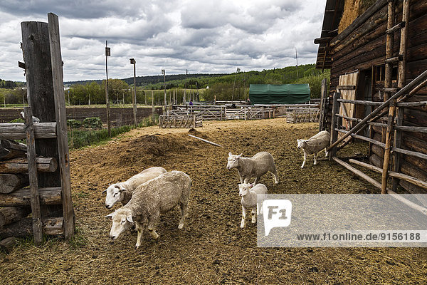 British Columbia  Canada  CEEDS Co-op  Horse Lake Community Farm Co-op  domestic sheep  barn