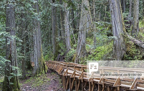 British Columbia  Canada  Ancient Forest  Inland Rainforest  Robson Valley  boardwalk