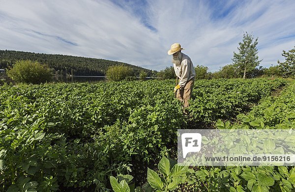 Landwirtschaft jäten