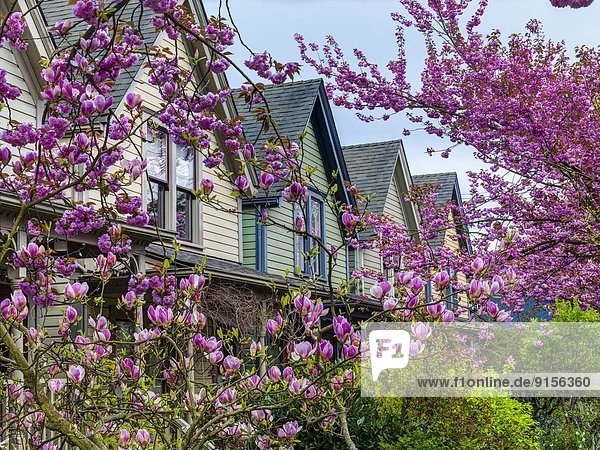 Cherry and Magnolia Blossoms. Strathcona  Vancouver  British Columbia  Canada