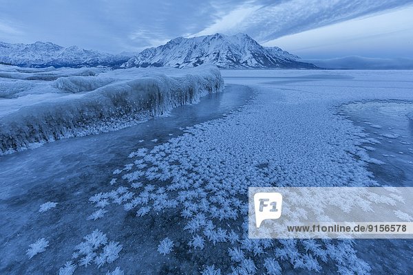 entfernt  Kälte  bedecken  Morgen  Schaf  Ovis aries  See  Eis  früh  Form  Formen  Stück  Stunde  Kluane Nationalpark  Yukon