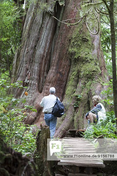A senior couple inspects a large cedar tree along the boardwalk trail on Meares Island. Meares Island  Pacific Rim National Park Reserve  Tofino  British Columbia  Canada.