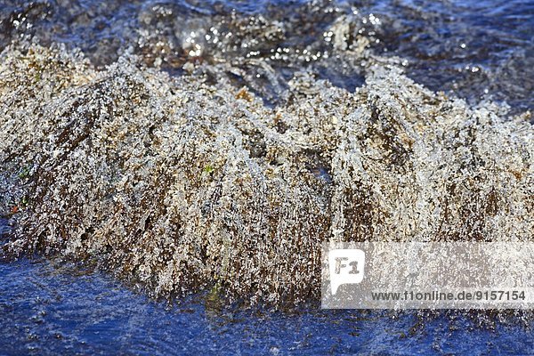 Bladderwrack Seaweed ( Fucus gardneri) covered in herring eggs from a herrring spawn in Georgia Strait  near Nanaimo  Vancouver Island  BC  Canada