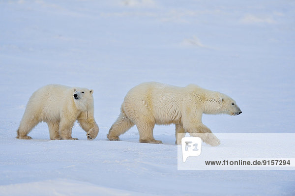 Eisbär  Ursus maritimus  Mutter - Mensch  Kanada  junges Raubtier  junge Raubtiere  Manitoba