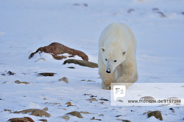 Eisbär  Ursus maritimus  Kanada  junges Raubtier  junge Raubtiere  Manitoba