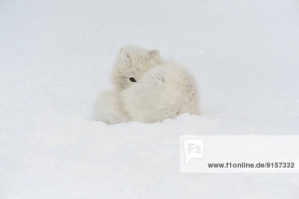 Schneehuhn  schlafen  Arktis  Kanada  Fuchs  Manitoba  Schnee