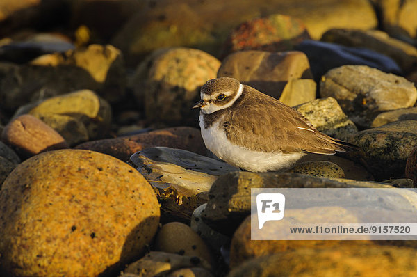 Wasserrand Winter Ozean vorwärts Atlantischer Ozean Atlantik Feder Federn Gefieder Sandstrandläufer Calidris pusilla Neufundland Kanada