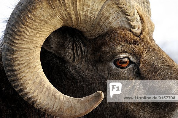 A close up side view portrait of a wild bighorn ram 'Ovis canadensis' showing detail in the eye and curl of his horns