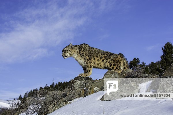 Vereinigte Staaten von Amerika  USA  Raubkatze  Leopard  Panthera pardus  Schnee