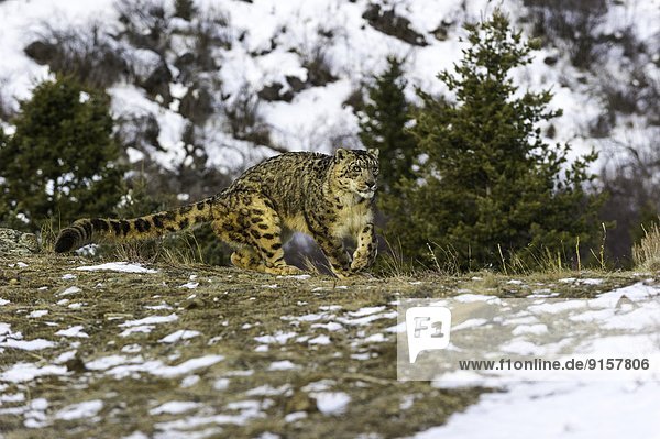 Snow leopard (Panthera uncia or Uncia uncia)  Bozeman  Montana  USA