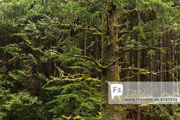 Baum  Wald  Tanne  Dominanz  Zeder  British Columbia  Kanada