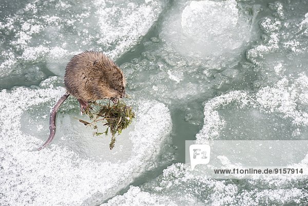 Muskrat  Ondatra zibethicus  eating algae on the icy shore of Okanagan Lake in Penticton  British Columbia  Canada.